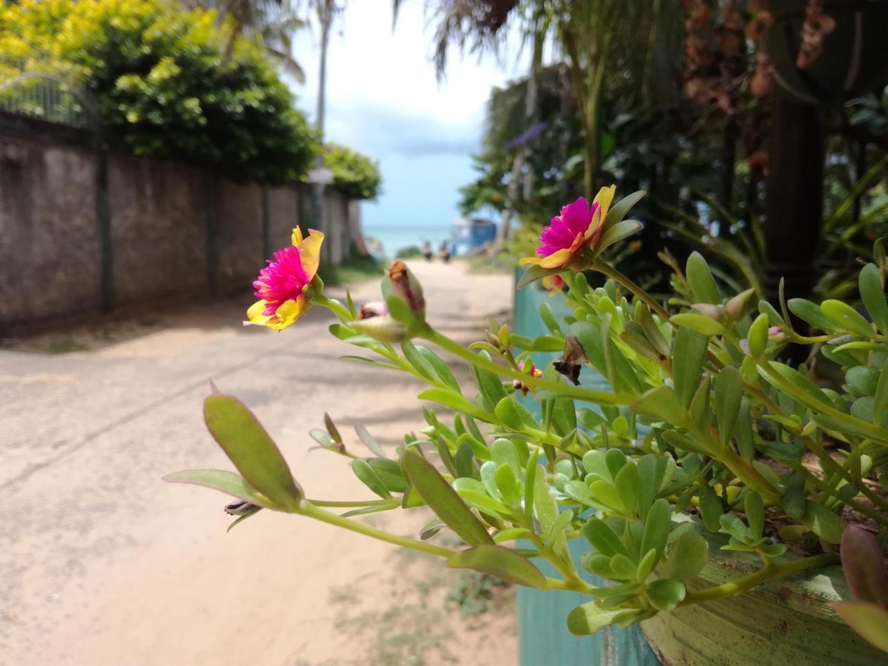 Julie Guest House Tangalle Exteriér fotografie